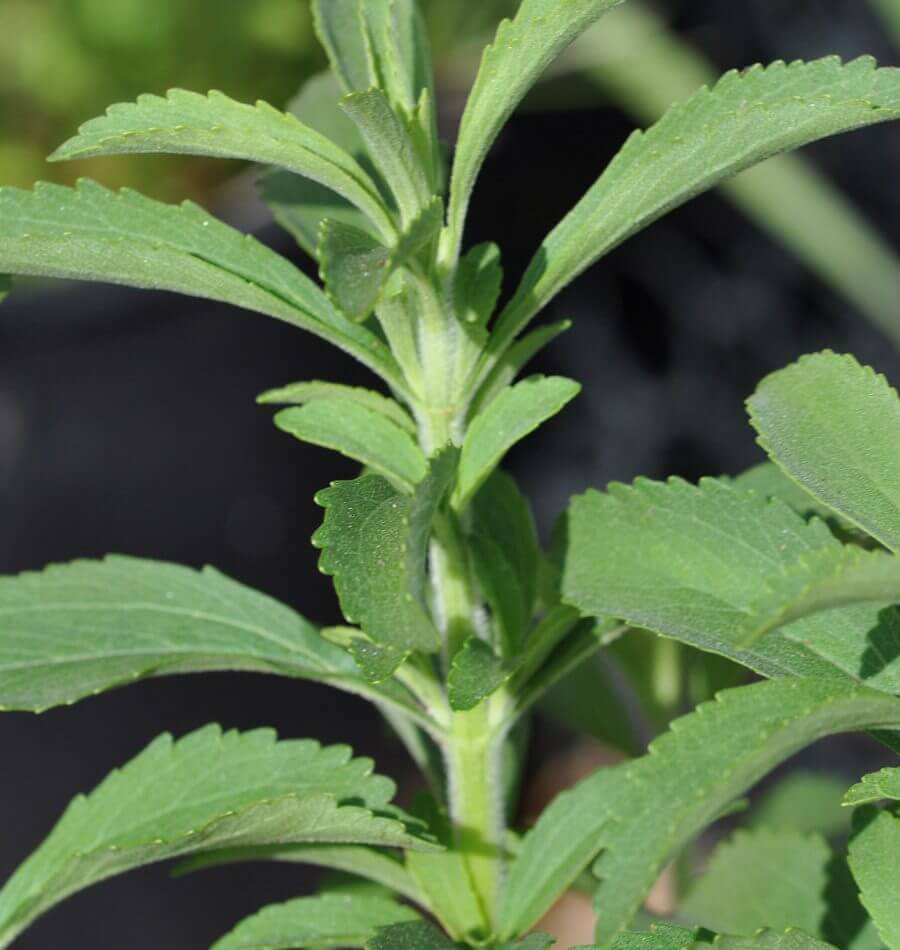 Stevia Seedling – JaivaFarm